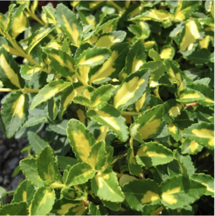 Moonshadow Euonymus 2G