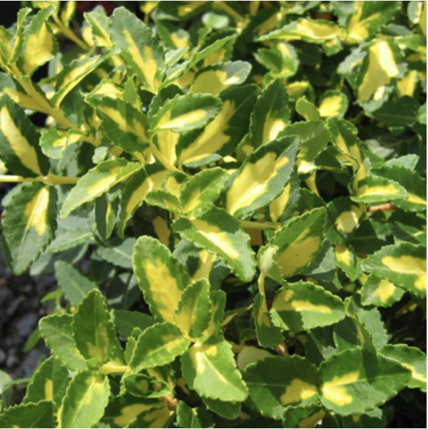 Moonshadow Euonymus 3-5G