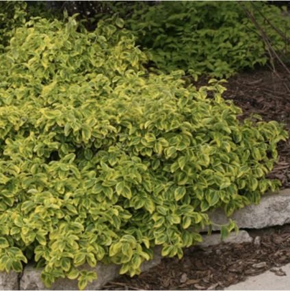 Gold Splash Euonymus 3-5G