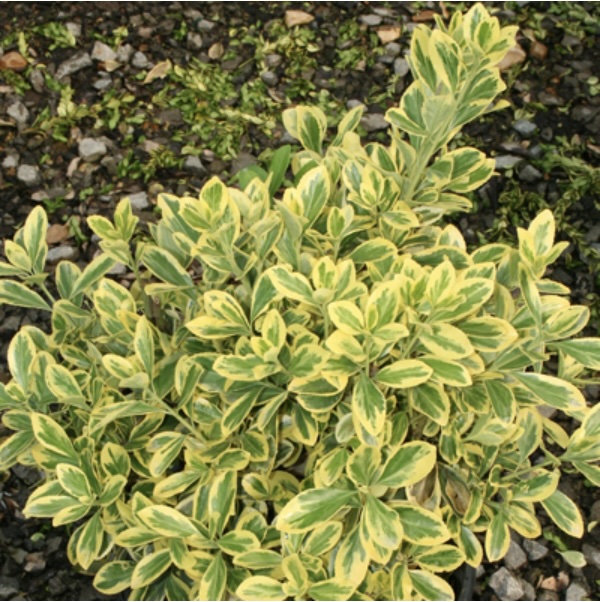 Chollipo Euonymus 3-5G