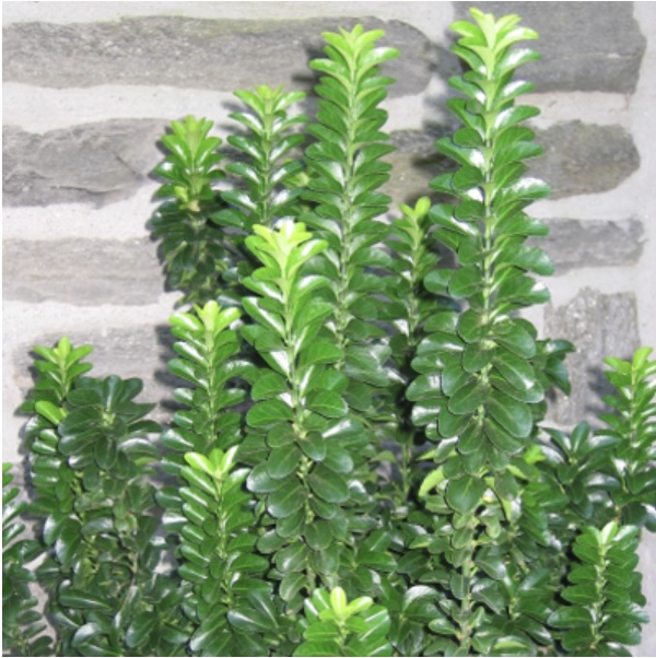 Green Spire Euonymus 3-5G