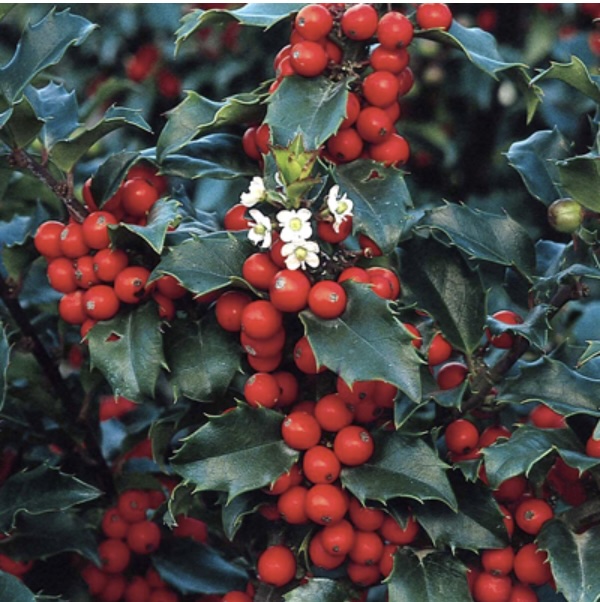 Blue Princess Holly 24"