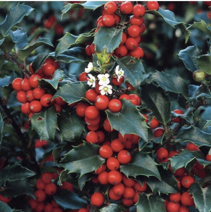 Blue Princess Holly 3-5G