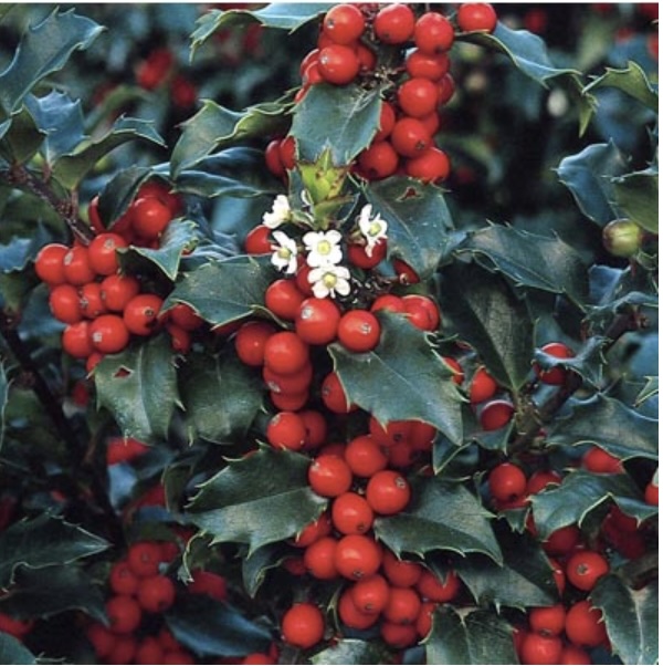 Blue Princess Holly Cone 36"