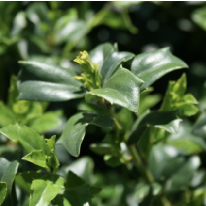 China Boy Holly 3-5G