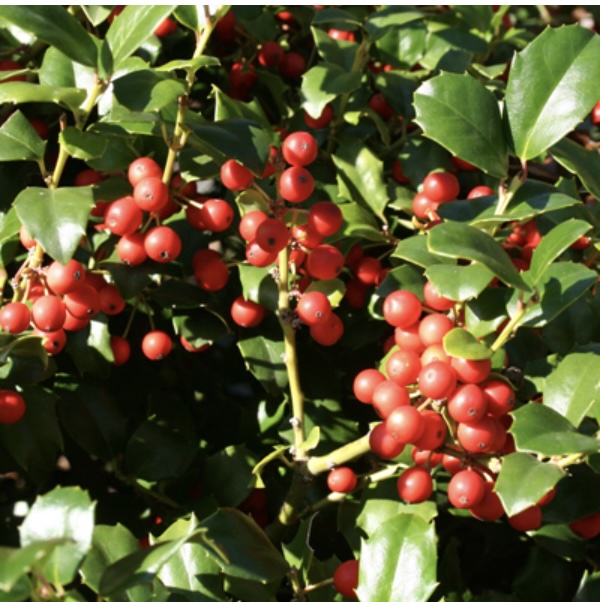 China Girl Holly 3-5G