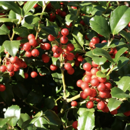 China Girl Holly 3-5G