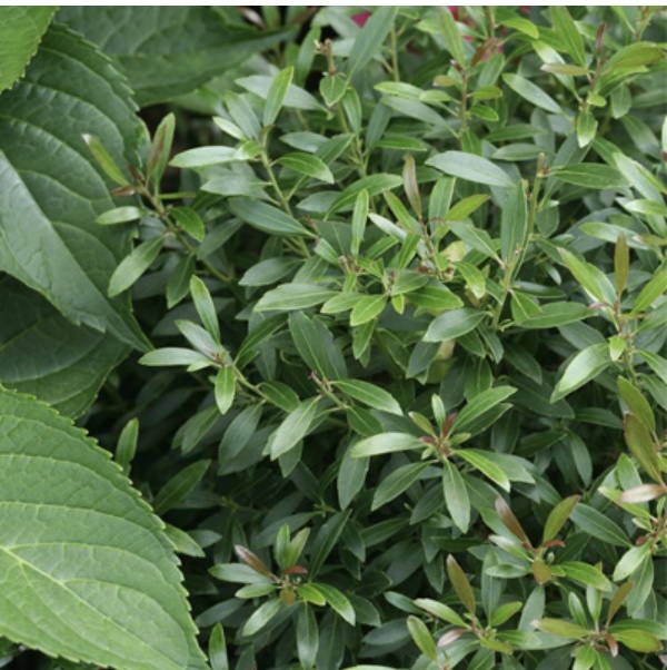 Gem Box Inkberry Holly 2G