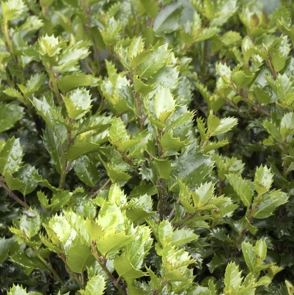 Emerald Majic Holly 3-5G