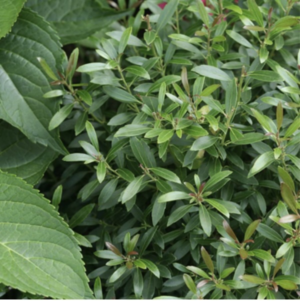 Gem Box Inkberry Holly 3-5G