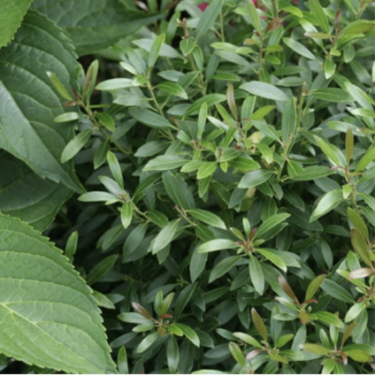 Gem Box Inkberry Holly 3-5G