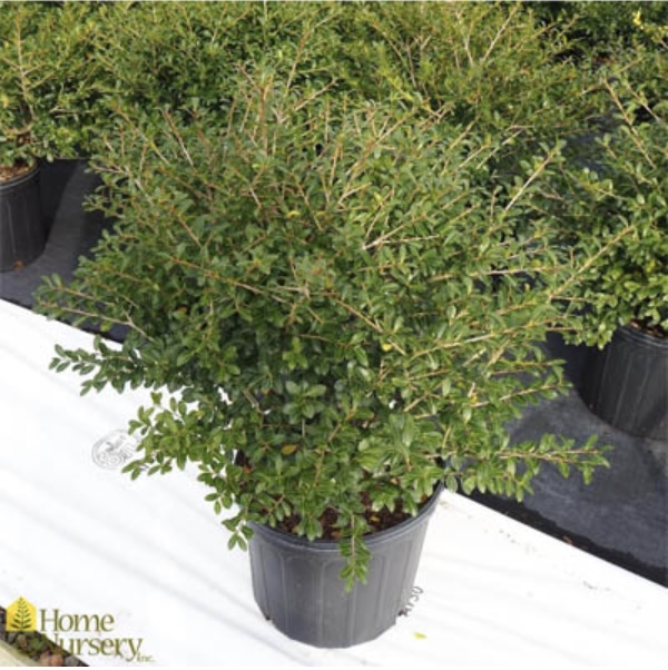 Green Lustre Japanese Holly 24"