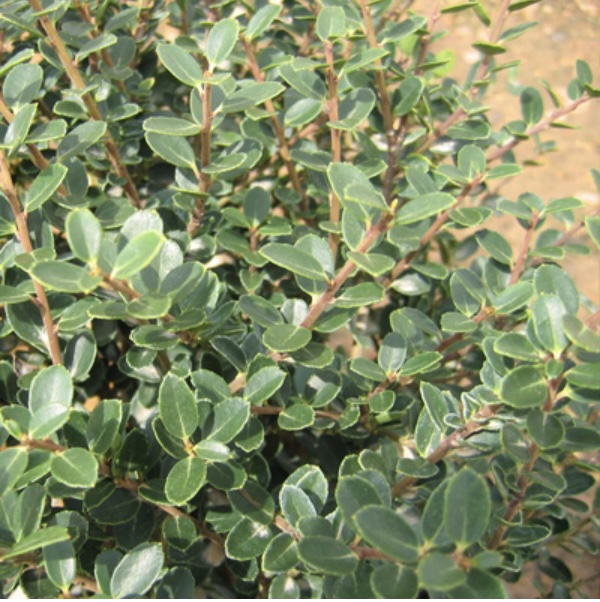Hellers Japanese Holly 3-5G