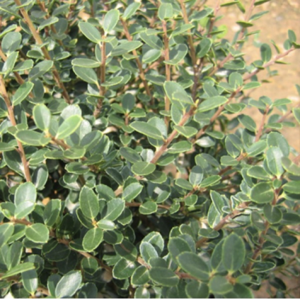 Hellers Japanese Holly 3-5G