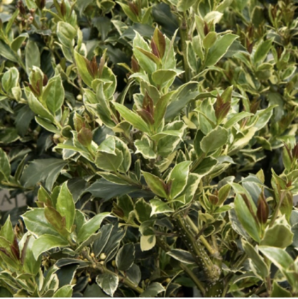 Honey Maid Holly 3-5G