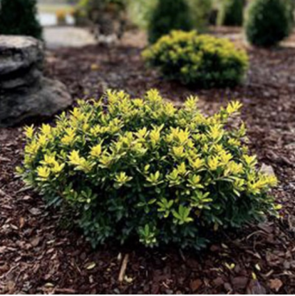 Hoogendorn Holly 3-5G