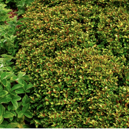 Little Rascal Holly 2G