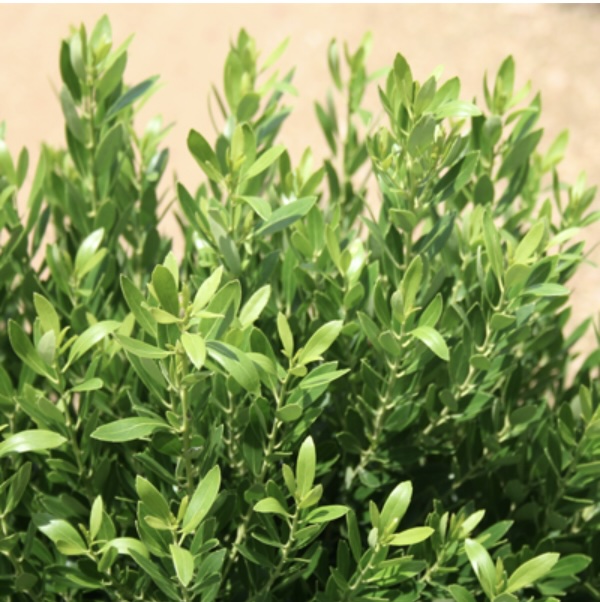 Nordic Inkberry Holly 3-5G