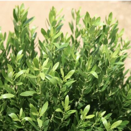 Nordic Inkberry Holly 3-5G