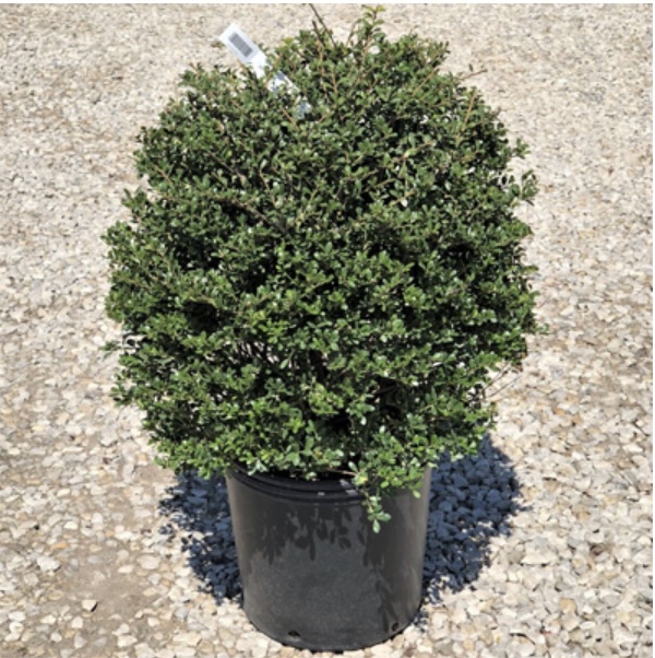 Schwoebel Compacta Holly 18"