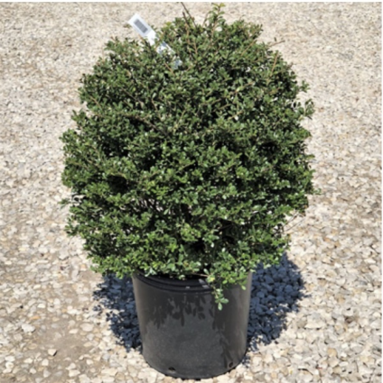 Schwoebel Compacta Holly 3-5G