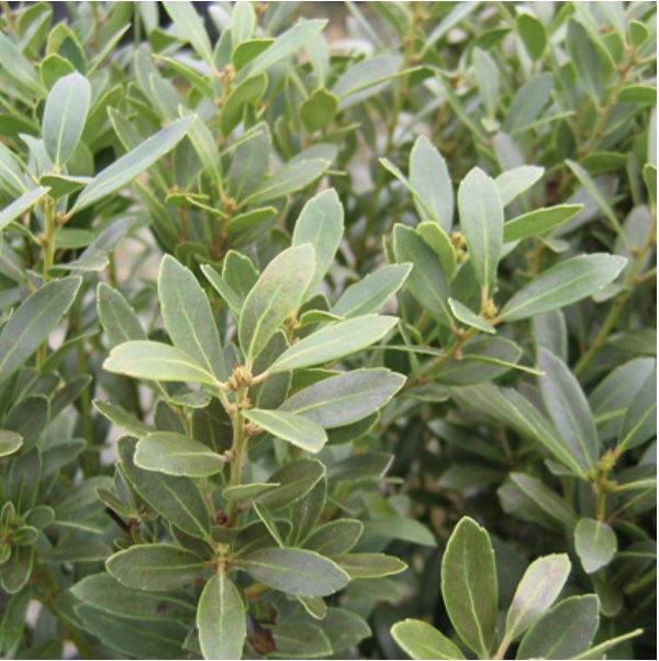 Shamrock Inkberry Holly 3-5G