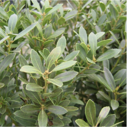 Shamrock Inkberry Holly 3-5G