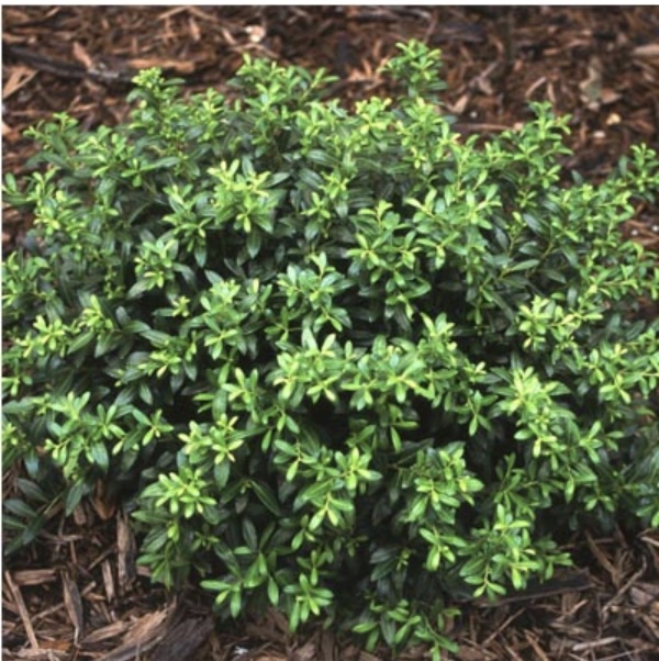 Soft Touch Holly 3-5G