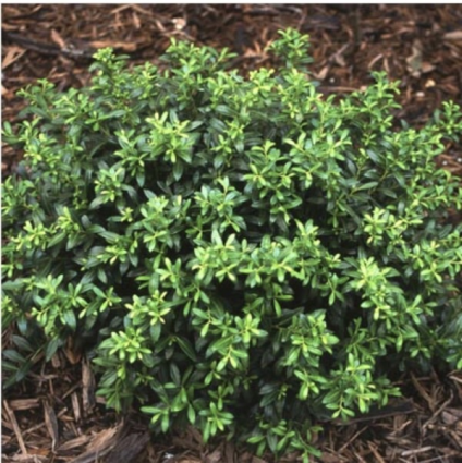 Soft Touch Holly 3-5G