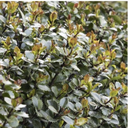 Scallywag Holly 3-5G