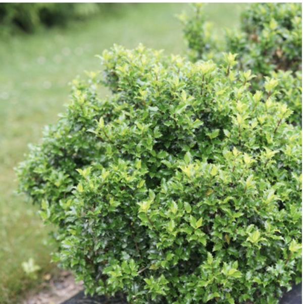 Castle Keep Holly 3-5G