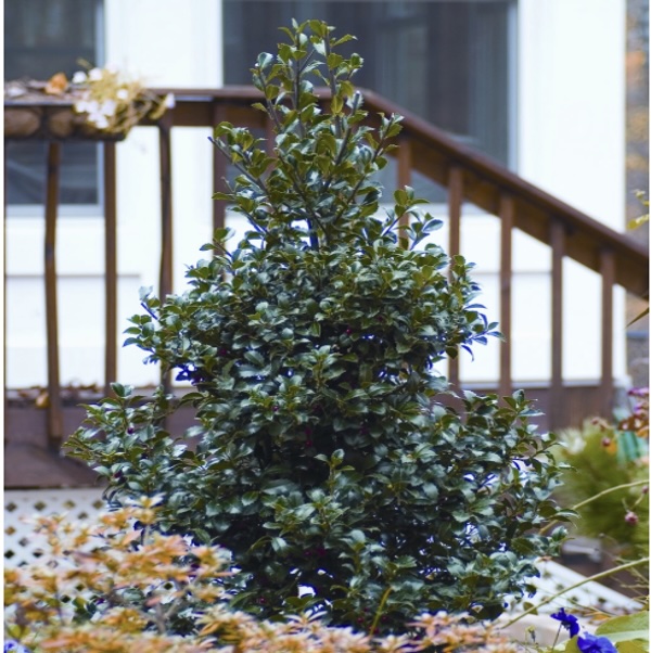 Castle Spire® Blue Holly 24"