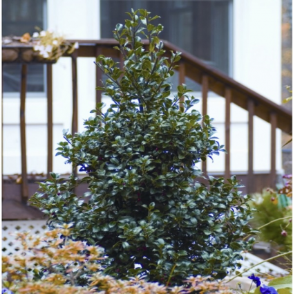 Castle Spire® Blue Holly 24"