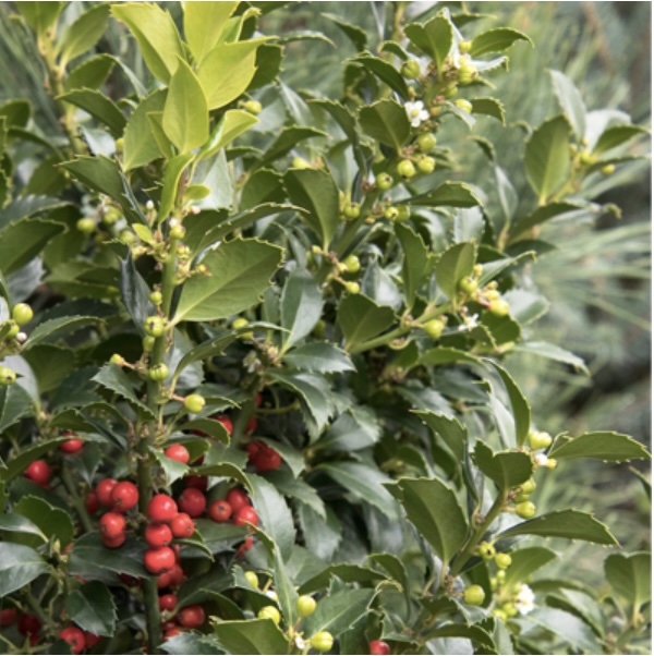 Castle Spire Holly 3-5G