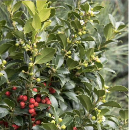 Castle Spire Holly 3-5G