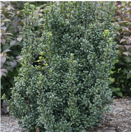 Castle Wall Holly 3-5G