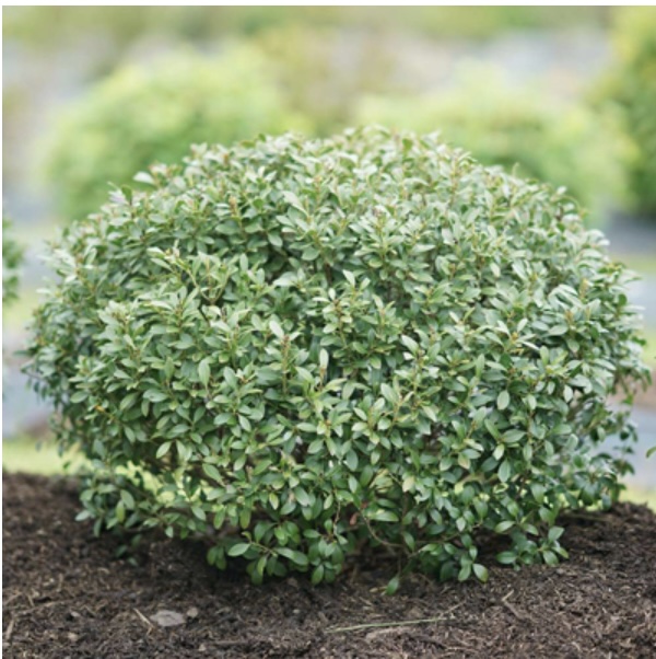 Strongbox® Inkberry Holly 2G