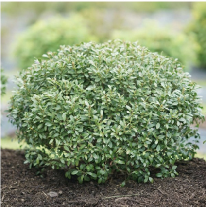 Strongbox® Inkberry Holly 2G