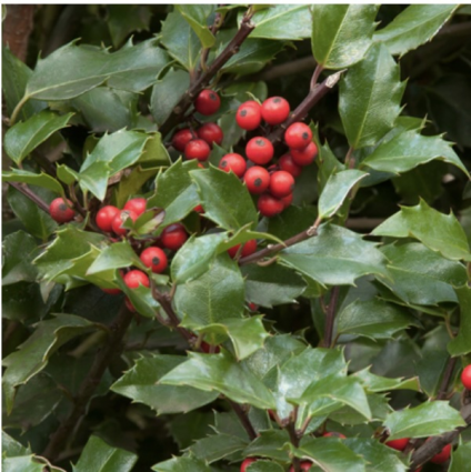 Berri Magic Kids Holly 3-5G