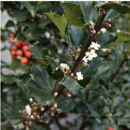 Berri Magic Royalty Holly 3-5G