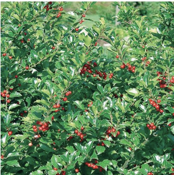 Blue Twins Holly 3-5G