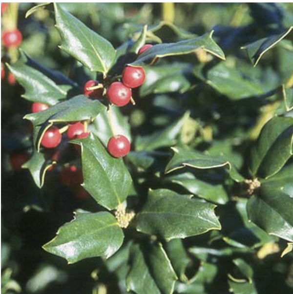 China Twins Holly 7G