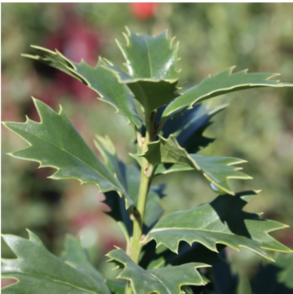 Acadiana Red Holly 15G