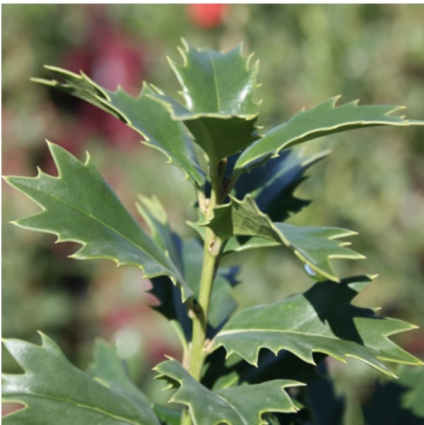 Acadiana Red Holly 15G