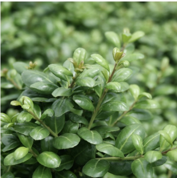 Chesapeake Upright Holly 10G