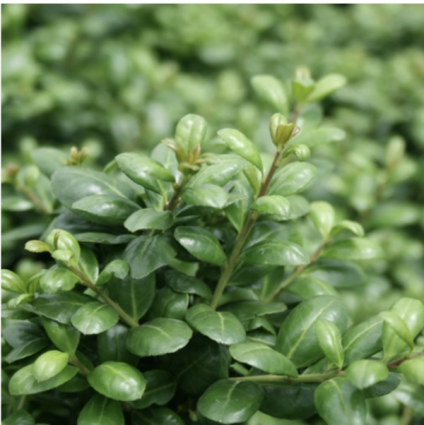 Chesapeake Upright Holly 15G