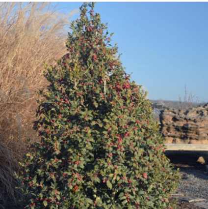 Christmas Jewel Holly 7G
