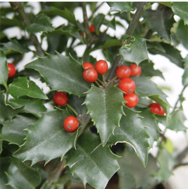 Centennial Dragon Holly 5'