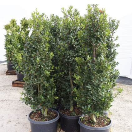 Centennial Girl Holly 10G