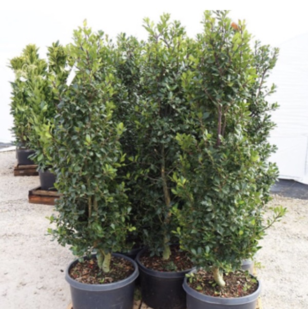 Centennial Girl Holly 3-5G